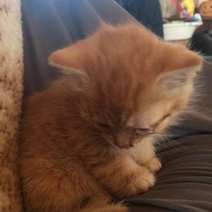 Meet your Posher, Bruce